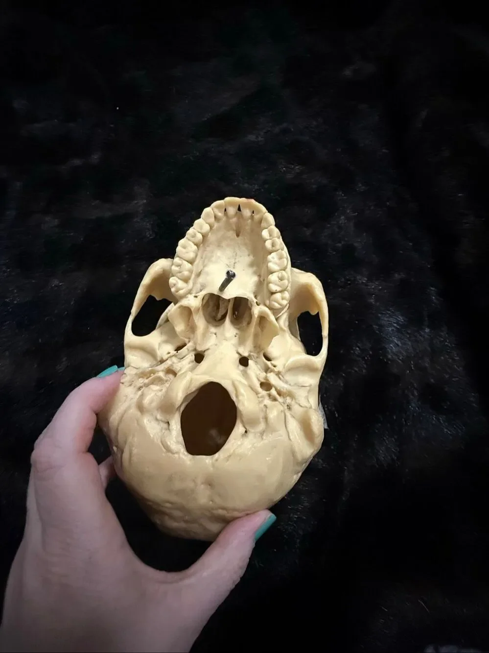 Skull Resin Halloween Prop Treasures Home Decor skeleton